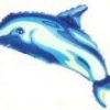 foildolphin2